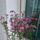 기룡농장 이미지