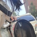 압구정메이트동물병원 이미지