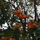 영동군보건소 이미지