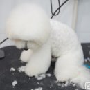 윤스강아지 이미지