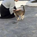 마담고