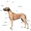 인기글에 올라온 강아지 상/하체 논란 정리 이미지