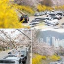 충훈터널_석수도서관 | 2026 안양 충훈 벚꽃축제, 주차 꿀팁 (일정 초대가수 가는법)