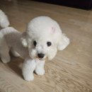 강남언니애견미용호텔 | 강남 애견미용 : 반려담 ♩ 프리미엄 미용 비숑 가위컷 애견 스파