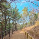 씨릉섬출렁다리 | [거제도] 대금산 진달래 군락지 개화 상태 / 씨릉섬 출렁다리