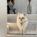 그루밍댕댕 이미지