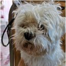 댕실 댕실 이미지