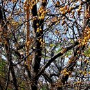 불면증 치료에 도움을 준다는 야광나무 열매 이미지