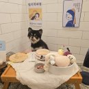 부산애견호텔 강아지유치원 맘바이 사하구점 네이버블로그