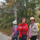 2023,11월13,장성 국유림 편백나무숲길 이미지