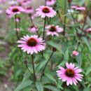 에키네시아(Echinacea purpurea) '솔방울꽃' 이미지