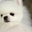 쥬만지동물의료센터 이미지