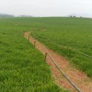 보리밭사이길로 이미지