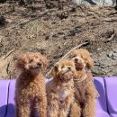 퍼피플리즈 이미지