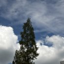 숯골 그집 쭈꾸미 이미지