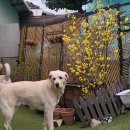 멍실멍실 이미지