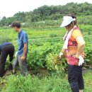 기쁨농장 이미지