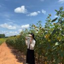 유픽(U-PICK) | 미국 복숭아농장 조지아 복숭아 유픽 체험 추천ㅣSouthern Belle Farm