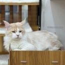 쿤이네집 이미지