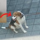 (주)대웅펫 이미지