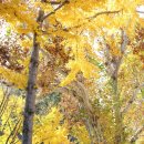 임고초등학교 이미지