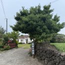 세화스테이 | [제주] 제주 4인 커플 숙소 추천 에어비앤비 펜션 세화스테이