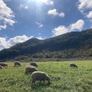 중동목장 이미지