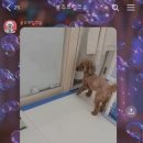 봉쥬르 밀크숑 이미지