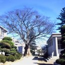 느티나무 이미지