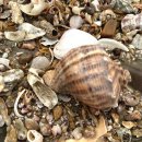 안면도힐링펜션 이미지