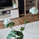 만리농원 | 차이니스스노우볼 후기^^