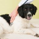 더원동물메디컬센터 이미지