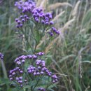 하늘목장 이미지