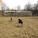 도그베이 이미지