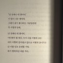 일홍 이미지