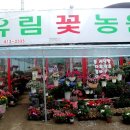 유림꽃집