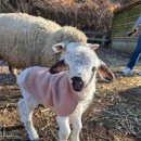 루키목장 이미지