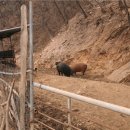 돼지농장 이미지