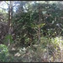 중문동-14 이미지