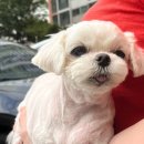 따숩개하우스 이미지