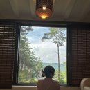 숲속의별들 이미지