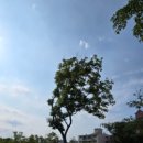 진산대로 이미지