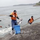 울돌목 숭어