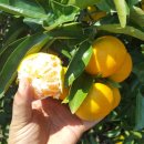 오부자농장 이미지