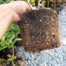 탁근농장 이미지