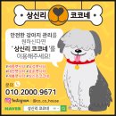 상신리코코네 이미지
