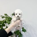 블리독 위례점 고양이강아지분양 말티푸 비숑 포메라니안 | 부산 강아지분양 부산강아지분양 헬스독 애견입양 말티푸들포메라니안미니비숑