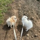 성산포사랑 | 제주살이 강아지 두마리와 올레길1코스 찍먹 &amp; 성산일출봉 유채꽃 개화 상황