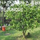 로그맨 하우스 이미지