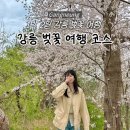 11650-16-166-13 | [강릉] 1박2일 벚꽃여행 뚜벅이 코스ㅣ벚꽃명소추천ㅣ벚꽃축제기간ㅣ경포호ㅣ허균허난설헌